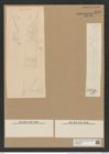 Rhizosolenia imbricata Brightw. (de-Toni-Nr.: Genus 114, Species 3304) Zeichnungen Sammlung Grunow Nr. 6691 (NHMW-BOT-W0375490)